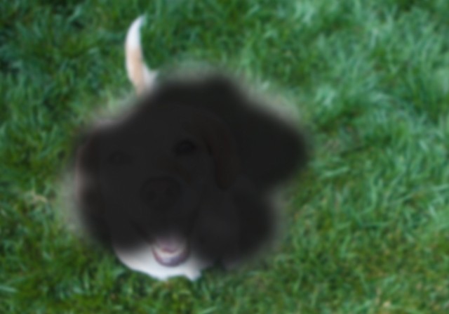 macular-max